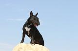 BULL TERRIER 048